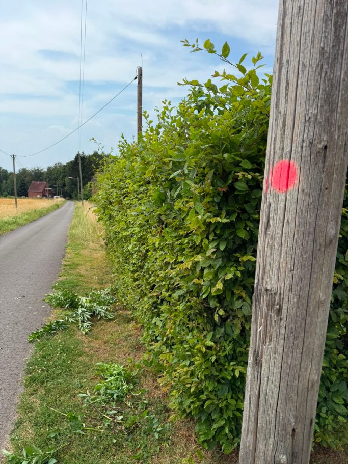 Hecke vor dem professionellen Rückschnitt in Bad Oeynhausen.