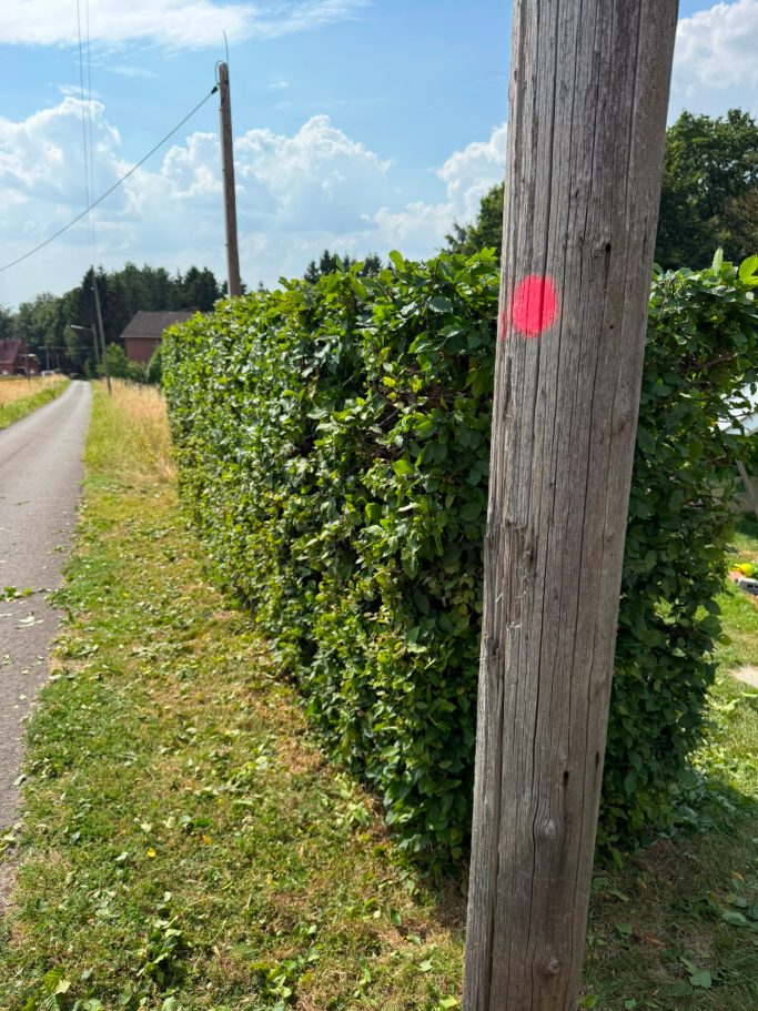 Nach dem Rückschnitt präsentiert sich die Hecke wieder sauber, gerade und gepflegt.